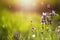 Field of wild violet flowers in the grass in the sun. Spring time, summertime, ecology, rural natural life, authenticity, cottage