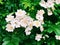 A field of wild white cherokee roses blooming