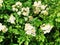 A field of wild white cherokee roses blooming