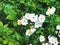 A field of wild white cherokee roses blooming