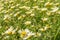 Field of wild white Mediterranean daisies Argyranthemum frutenscens