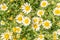 Field of wild white Mediterranean daisies Argyranthemum frutenscens