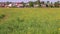 Field with wild yellow flowers with village