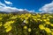 Field of wildflowers in Anza Borrego State Park in California during the rare superbloom event on a sunny day. Shown - desert