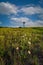 Field of wildflowers frames the Edgartown Lighthouse in Martha`s Vineyard