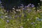 Field of Wildflowers In Julian, California