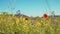 Field of wildflowers with poppies, green grass and yellow flowers closeup. RAW video record.