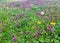 Field of wildflowers with single dandelion puff