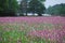 Field of Wildflowers in Spring