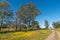 Field of wildflowers at Willemsrivier near Nieuwoudtville