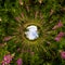 Field of willow-tea on a cloudy day. Tiny planet spherical 360 panorama