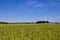 Field, wind engine and a blue sky