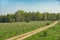 Field winding road through the green meadow