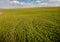 field of winter wheat, early spring sprouts, sky with clouds