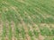 The field of winter wheat, making root dressing seedlings