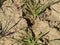 The field of winter wheat, making root dressing seedlings