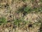 The field of winter wheat, making root dressing seedlings