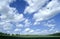 Field of winter wheat. Oil seed rape. Blue sky. White clouds.