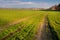 Field of winter wheat or rye with traces of agricultural machinery, early spring sprouts and a city on the horizon