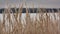 Field of winter wheat with snowflakes