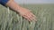 Field. Woman`s hand stroking the ears of grain crops.