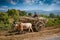 Field worker on cart in myanmar