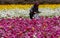 Field Worker Picking Giant Ranunculus Flowers for the Market