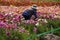 Field Worker Picking Giant Ranunculus Flowers for the Market