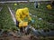 Field workers in yellow raincoats picking strawberries in the rain