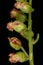 Field Wormwood Artemisia campestris. Capitula Closeup