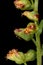 Field Wormwood (Artemisia campestris). Capitula Closeup