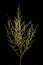 Field Wormwood Artemisia campestris. Habit