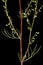 Field Wormwood (Artemisia campestris). Leaf Closeup