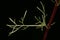 Field Wormwood (Artemisia campestris). Leaf Closeup