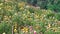 The field of Xerochrysum bracteatum flowers blooms on the hillside