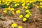 Field of yelloe Marigold