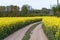 A field of yellow blooming rapeseed. Farmland of mature canola. Farm field of oilseed crops