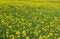 Field of yellow Brassica napus. Czech landscape