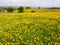 Field of yellow buttercups