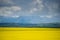 Field of yellow canola