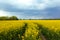 Field of yellow canola against the blue sky