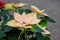 Field of yellow Christmas stars in greenhouse for sale. Background texture photo of Poinsettia flowers , Euphorbia