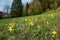 Field of yellow Cowslip flowers