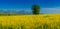 Field of yellow Crotalaria flowers and big tree