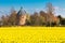 Field with yellow daffodil flowers blooming in spring and old mill