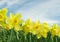 Field of Yellow Daffodils