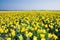 Field with yellow daffodils in april