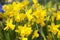 Field of yellow daffodils - narcissus flowers