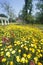 Field of yellow daffodils, Spring, Washington, DC