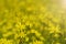 Field of yellow daisies. blurred summer background